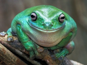 Dumpy Treefrog - Kakadu N.P. - Australia