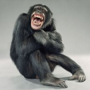 macaco rindo